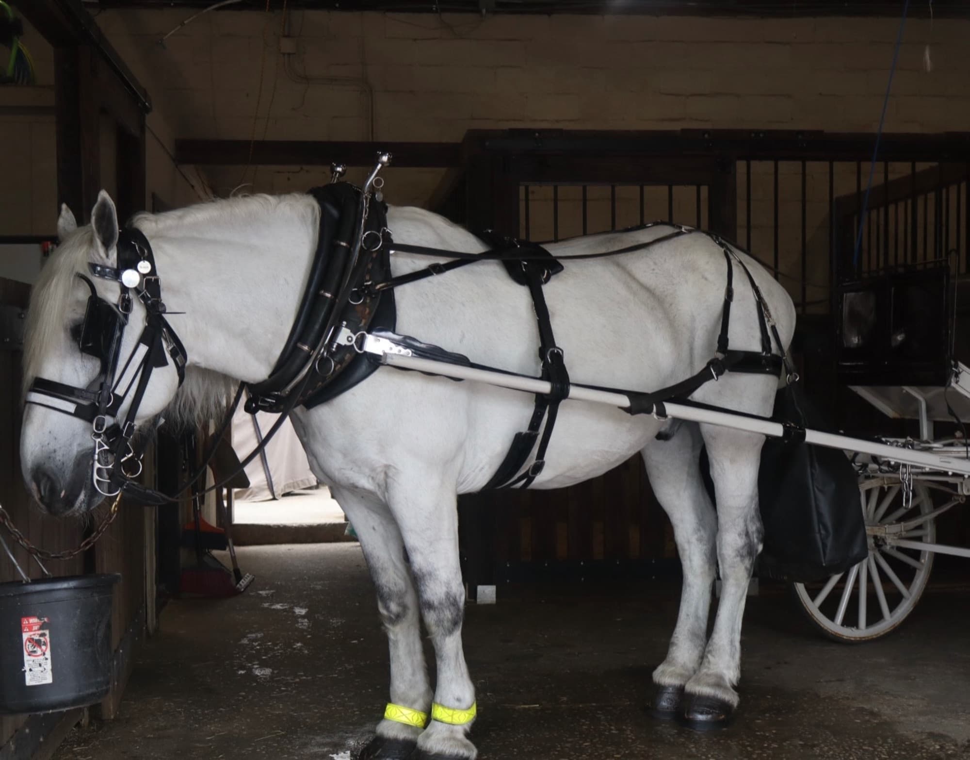 Horse Carriage