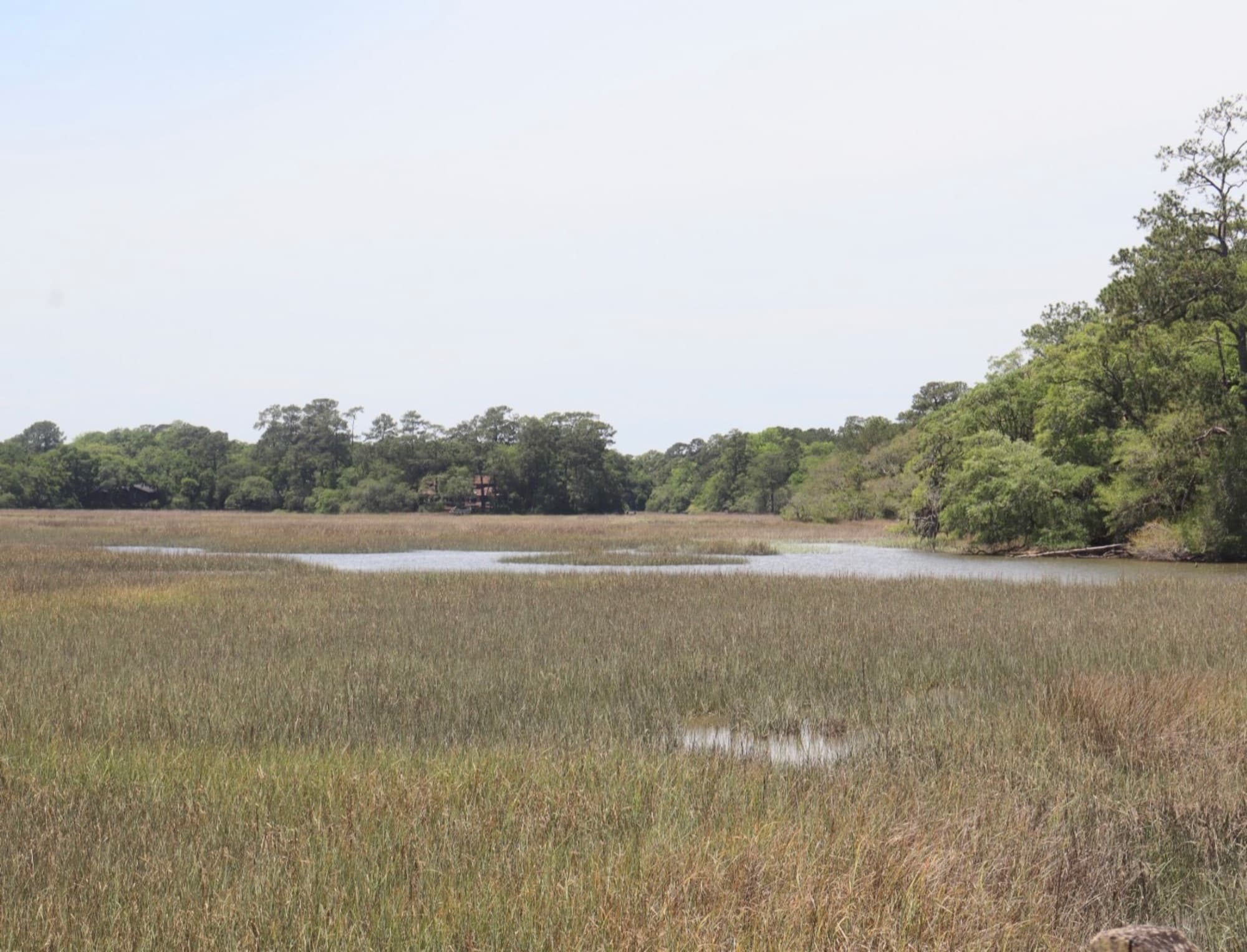 Lowcountry Marsh
