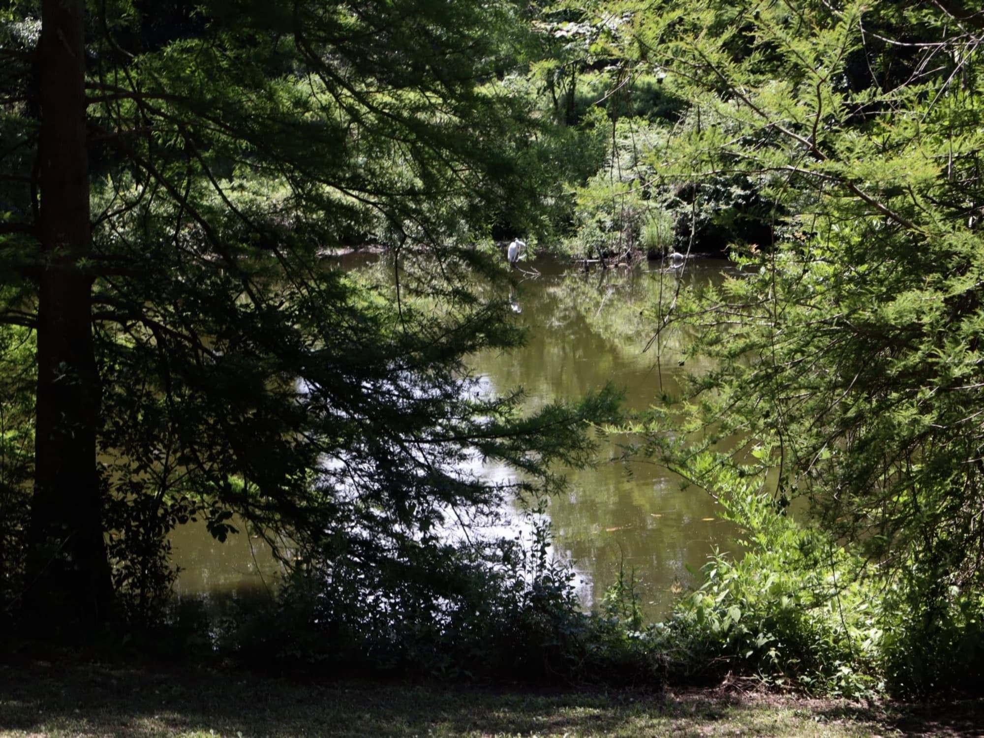 Pond at the Landing